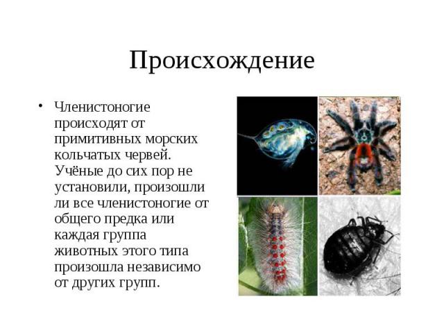 Членистоногие происходят от примитивных морских кольчатых червей. Учёные до сих пор не установили, произошли ли все членистоногие от общего предка или каждая группа животных этого типа произошла независимо от других групп. Членистоногие происходят о…