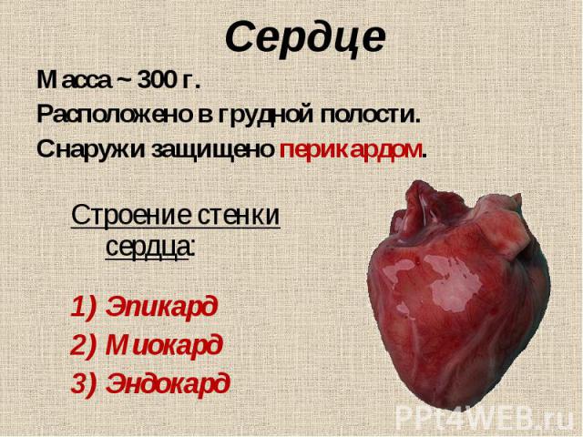 Строение стенки сердца: Строение стенки сердца: Эпикард Миокард Эндокард