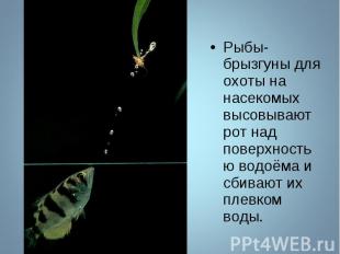 Рыбы-брызгуны для охоты на насекомых высовывают рот над поверхностью водоёма и с