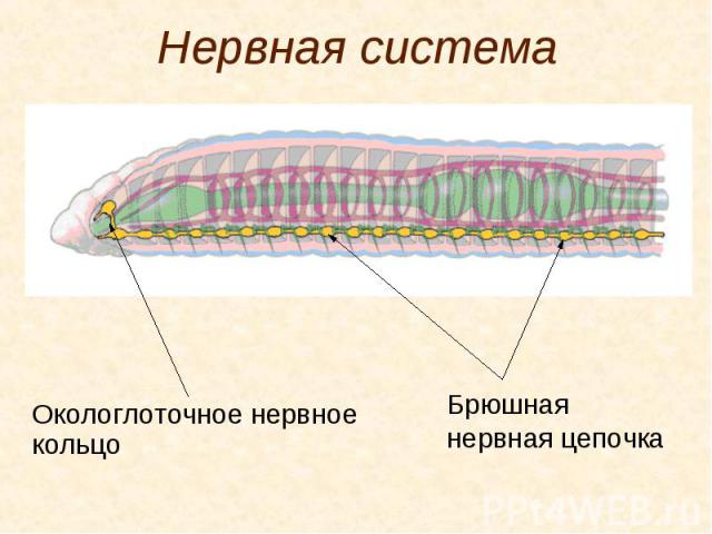 Нервная система Окологлоточное нервное кольцо