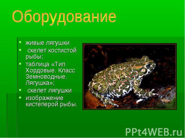 живые лягушки живые лягушки скелет костистой рыбы; таблица «Тип Хордовые. Класс Земноводные. Лягушка»; скелет лягушки изображение кистеперой рыбы.