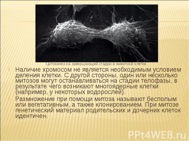Цитокинез на завершающей стадии в животной клетке Наличие хромосом не является необходимым условием деления клетки. С другой стороны, один или несколько митозов могут останавливаться на стадии телофазы, в результате чего возникают многоядерные клетк…