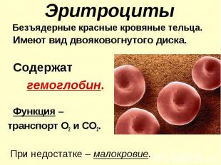 Эритроциты Безъядерные красные кровяные тельца. Имеют вид двояковогнутого диска.