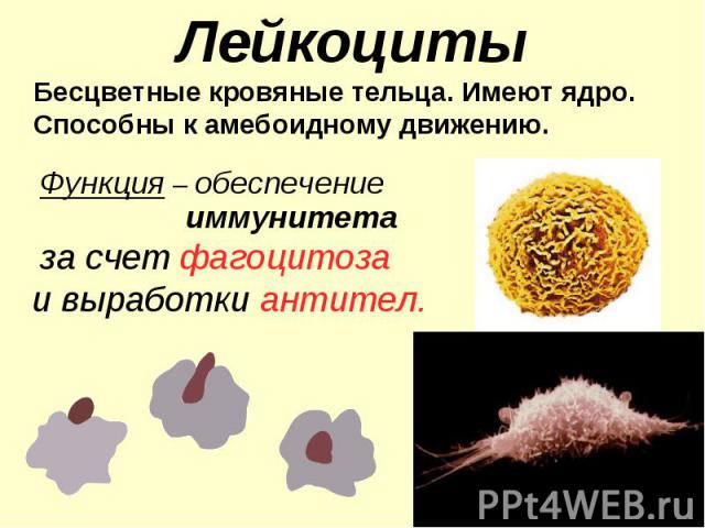Лейкоциты Бесцветные кровяные тельца. Имеют ядро. Способны к амебоидному движению.