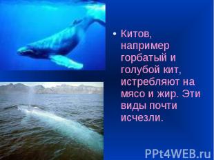 Китов, например горбатый и голубой кит, истребляют на мясо и жир. Эти виды почти