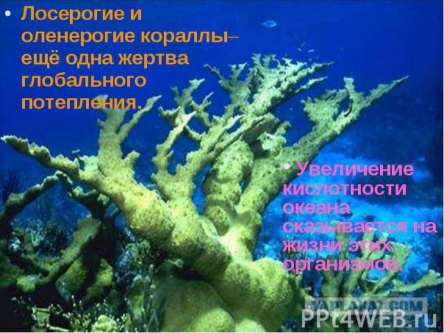 Лосерогие и оленерогие кораллы– ещё одна жертва глобального потепления. Лосерогие и оленерогие кораллы– ещё одна жертва глобального потепления.