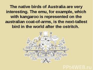 The native birds of Australia are very interesting. The emu, for example, which