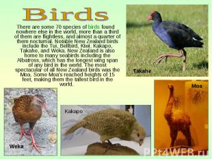 There are some 70 species of birds found nowhere else in the world, more than a