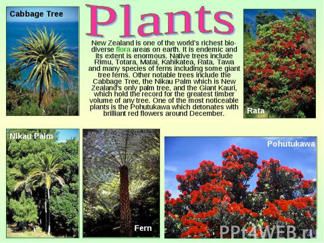 New Zealand is one of the world’s richest bio-diverse flora areas on earth. It is endemic and its extent is enormous. Native trees include Rimu, Totara, Matai, Kahikatea, Rata, Tawa and many species of ferns including some giant tree ferns. Other no…