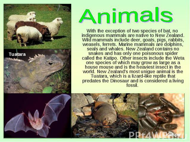 With the exception of two species of bat, no indigenous mammals are native to New Zealand. Wild mammals include deer, goats, pigs, rabbits, weasels, ferrets. Marine mammals are dolphins, seals and whales. New Zealand contains no snakes and has only …