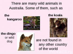 the kangaroo the kangaroo