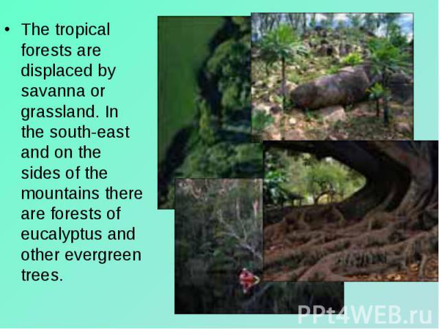 The tropical forests are displaced by savanna or grassland. In the south-east and on the sides of the mountains there are forests of eucalyptus and other evergreen trees. The tropical forests are displaced by savanna or grassland. In the south-east …