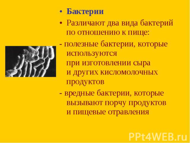 Бактерии Бактерии Различают два вида бактерий по отношению к пище: - полезные бактерии, которые используются при изготовлении сыра и других кисломолочных продуктов - вредные бактерии, которые вызывают порчу продуктов и пищев…