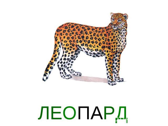 ЛЕОПАРД