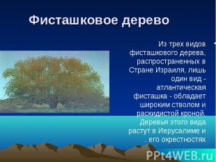 Из трех видов фисташкового дерева, распространенных в Стране Израиля, лишь один