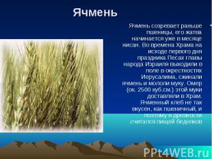 Ячмень созревает раньше пшеницы, его жатва начинается уже в месяце нисан. Во вре