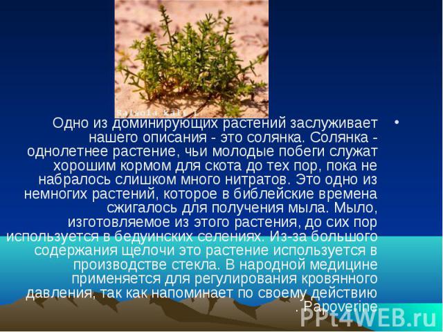Одно из доминирующих растений заслуживает нашего описания - это солянка. Солянка - однолетнее растение, чьи молодые побеги служат хорошим кормом для скота до тех пор, пока не набралось слишком много нитратов. Это одно из немногих растений, которое в…