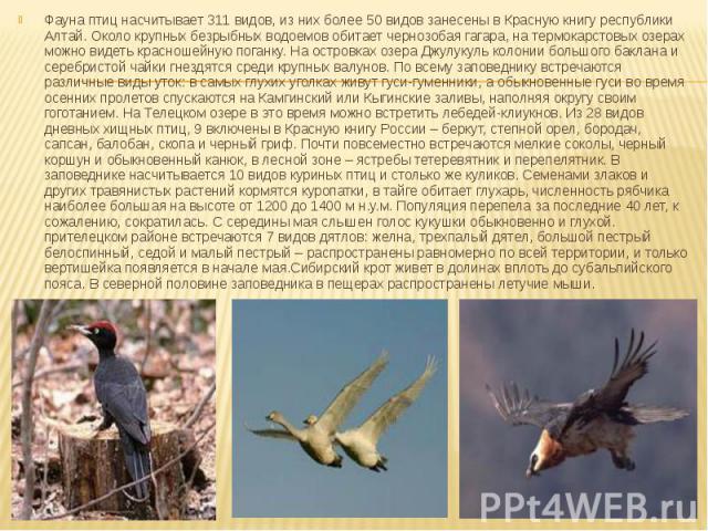 Фауна птиц насчитывает 311 видов, из них более 50 видов занесены в Красную книгу республики Алтай. Около крупных безрыбных водоемов обитает чернозобая гагара, на термокарстовых озерах можно видеть красношейную поганку. На островках озера Джулукуль к…