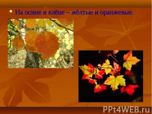 На осине и клёне – жёлтые и оранжевые. На осине и клёне – жёлтые и оранжевые.