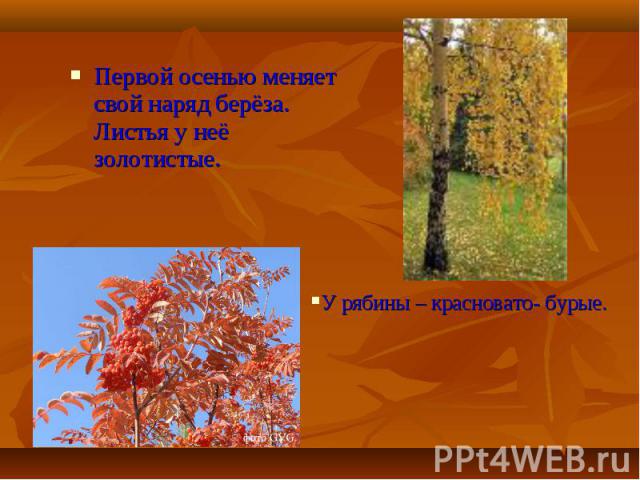Первой осенью меняет свой наряд берёза. Листья у неё золотистые. Первой осенью меняет свой наряд берёза. Листья у неё золотистые.