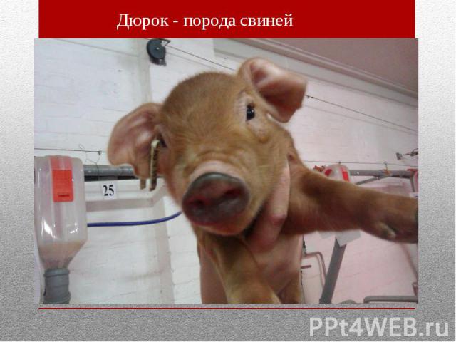 Дюрок - порода свиней