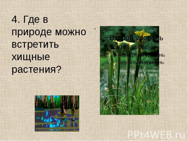 4. Где в природе можно встретить хищные растения? 4. Где в природе можно встретить хищные растения?