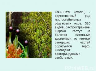 СФАГНУМ (сфагн) - единственный род листостебельных сфагновых мхов. 320 видов, ра