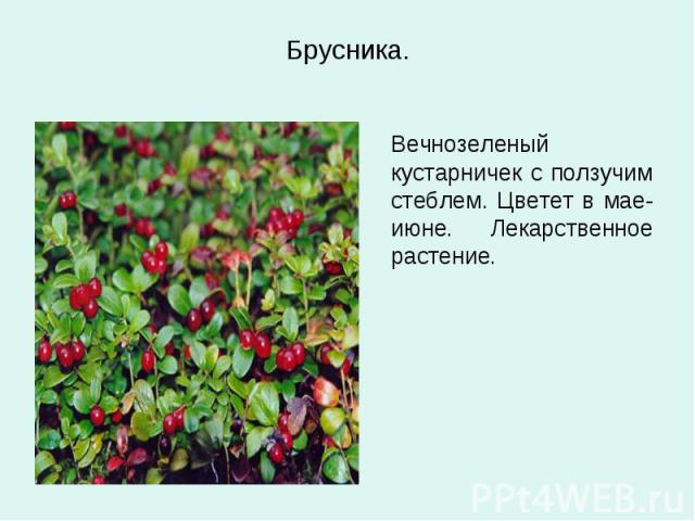 Брусника. Вечнозеленый кустарничек с ползучим стеблем. Цветет в мае-июне. Лекарственное растение.