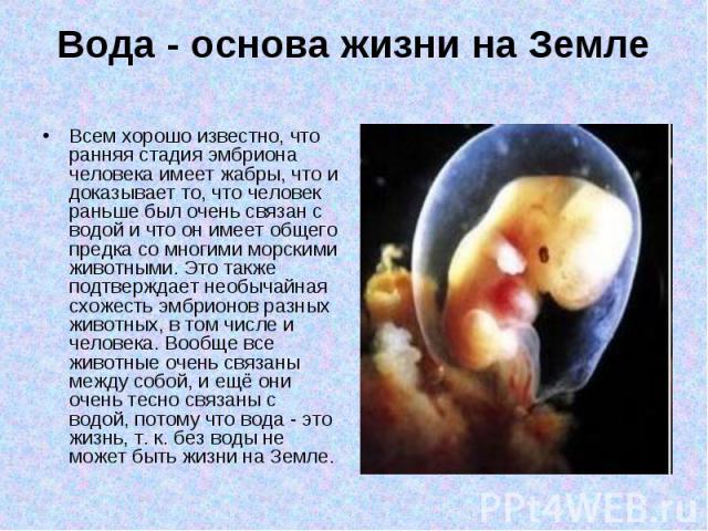 Всем хорошо известно, что ранняя стадия эмбриона человека имеет жабры, что и доказывает то, что человек раньше был очень связан с водой и что он имеет общего предка со многими морскими животными. Это также подтверждает необычайная схожесть эмбрионов…
