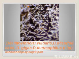 &nbsp;Desulfovibrio(D.vulgaris,D.desulfuricans, D.&nbsp;gigas,D.thermophilus&nbs