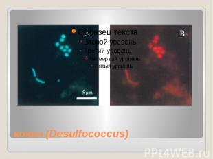 кокки&nbsp;(Desulfococcus)