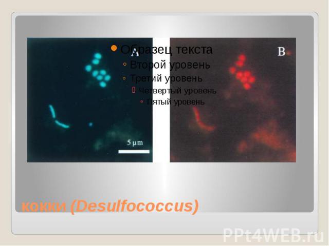 кокки (Desulfococcus)