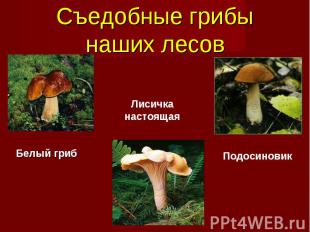 Белый гриб Белый гриб