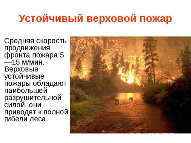 Устойчивый верховой пожар Средняя скорость продвижения фронта пожара 5—15 м/мин. Верховые устойчивые пожары обладают наибольшей разрушительной силой, они приводят к полной гибели леса.