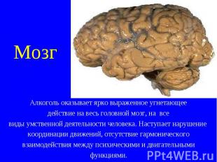 Мозг Алкоголь оказывает ярко выраженное угнетающее действие на весь головной моз