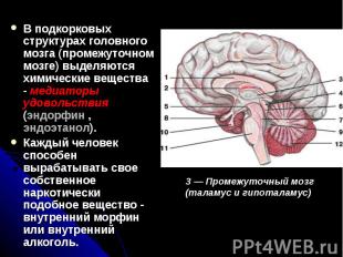 В подкорковых структурах головного мозга (промежуточном мозге) выделяются химиче