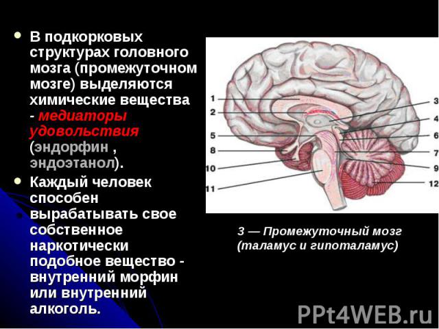 В подкорковых структурах головного мозга (промежуточном мозге) выделяются химические вещества - медиаторы удовольствия (эндорфин , эндоэтанол). В подкорковых структурах головного мозга (промежуточном мозге) выделяются химические вещества - медиаторы…