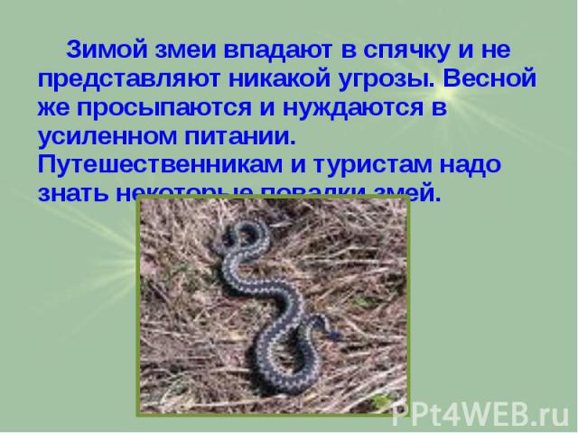 Зимой змеи впадают в спячку и не представляют никакой угрозы. Весной же просыпаются и нуждаются в усиленном питании. Путешественникам и туристам надо знать некоторые повадки змей. Зимой змеи впадают в спячку и не представляют никакой угрозы. Весной …