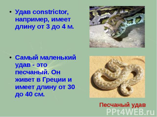 Удав constrictor, например, имеет длину от 3 до 4 м. Удав constrictor, например, имеет длину от 3 до 4 м. Самый маленький удав - это песчаный. Он живет в Греции и имеет длину от 30 до 40 см.