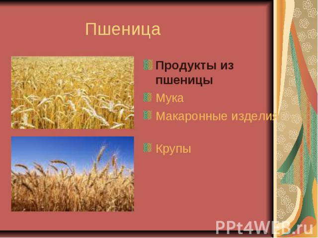 Пшеница Продукты из пшеницы Мука Макаронные изделия Крупы