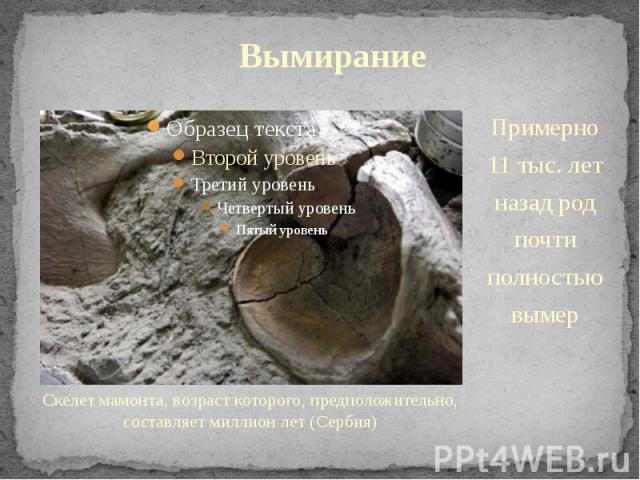 Вымирание Скелет мамонта, возраст которого, предположительно, составляет миллион лет (Сербия)