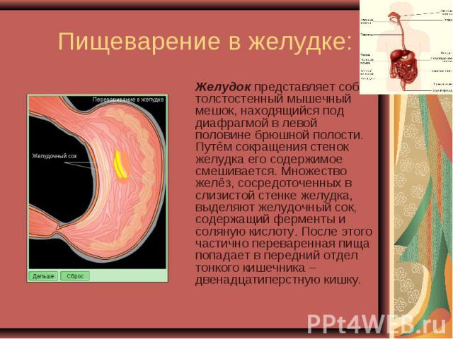 Желудок представляет собой толстостенный мышечный мешок, находящийся под диафрагмой в левой половине брюшной полости. Путём сокращения стенок желудка его содержимое смешивается. Множество желёз, сосредоточенных в слизистой стенке желудка, выделяют ж…