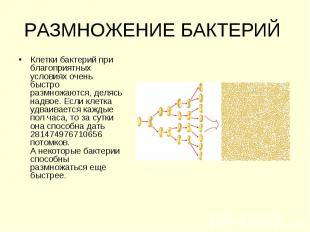 РАЗМНОЖЕНИЕ БАКТЕРИЙ Клетки бактерий при благоприятных условиях очень быстро раз