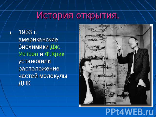 История открытия. 1953 г. американские биохимики Дж. Уотсон и Ф.Крик установили расположение частей молекулы ДНК