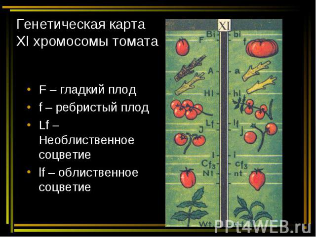 Генетическая карта ХI хромосомы томата F – гладкий плод f – ребристый плод Lf – Необлиственное соцветие lf – облиственное соцветие