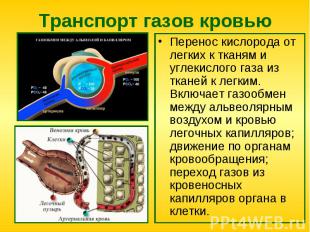 Перенос кислорода от легких к тканям и углекислого газа из тканей к легким. Вклю