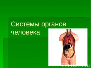 Системы органов человека