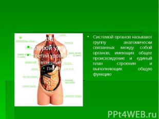 Системой органов называют группу анатомически связанных между собой органов, име