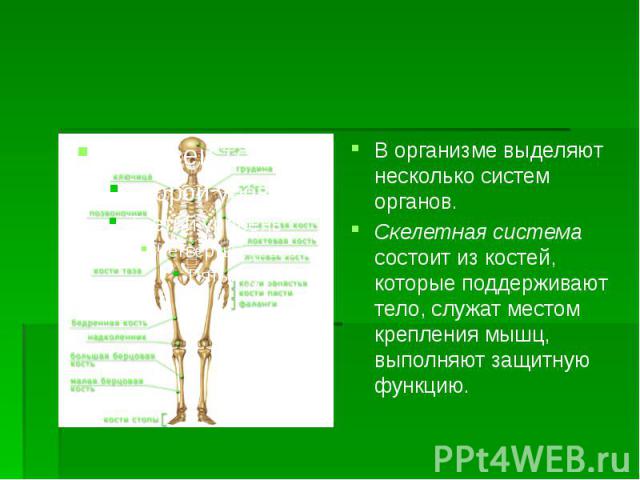 В организме выделяют несколько систем органов. В организме выделяют несколько систем органов. Скелетная система состоит из костей, которые поддерживают тело, служат местом крепления мышц, выполняют защитную функцию.