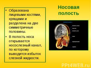 Образована лицевыми костями, хрящами и разделена на две симметричные половины. О